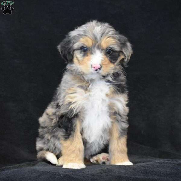 Debbie, Mini Bernedoodle Puppy